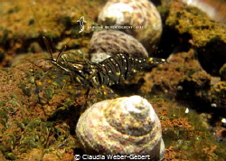 rockpool shrimp
El Hierro - Canary Islands by Claudia Weber-Gebert 